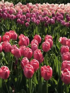 holandske tulipany